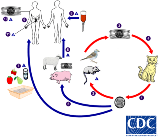 cycle de Toxoplasma gondii