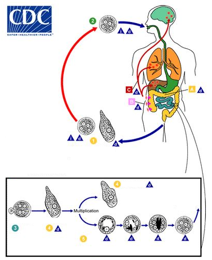 cycle d'Entamoeba histolytica